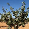 Arbol joven de pistacho (2)